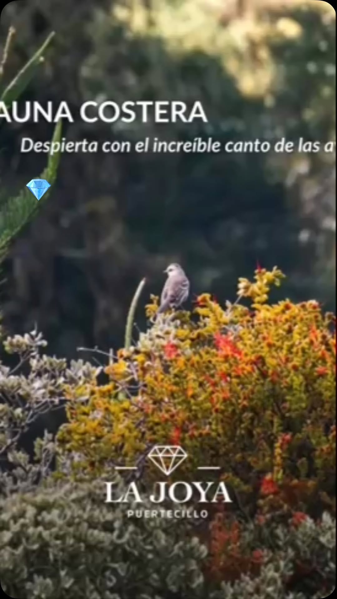 Post 2 by Papa Sol Chile , Puertecillo on Instagram (video)