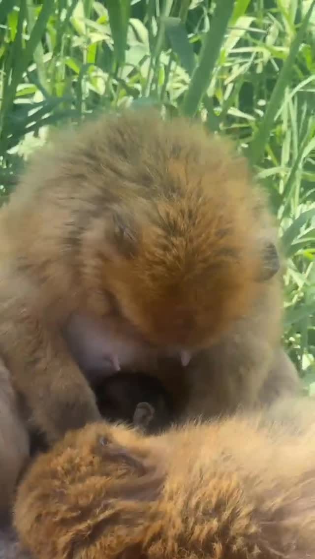 Post 2 by Dra Nathaly Yéspica• Pediatra • on Instagram (video)