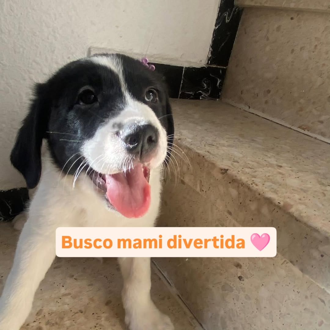 Post 2 by La Sonrisa Animal on Instagram (carousel)