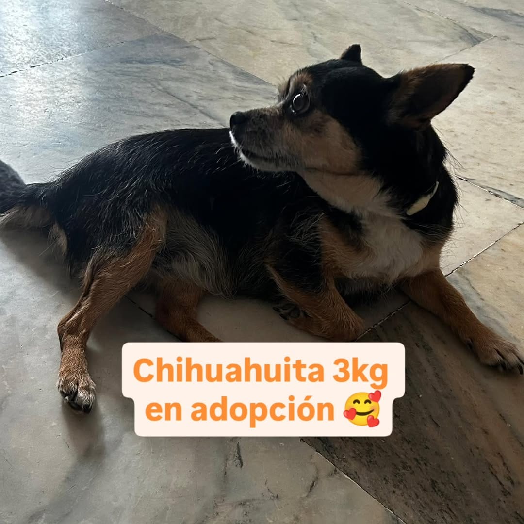Post 5 by La Sonrisa Animal on Instagram (carousel)