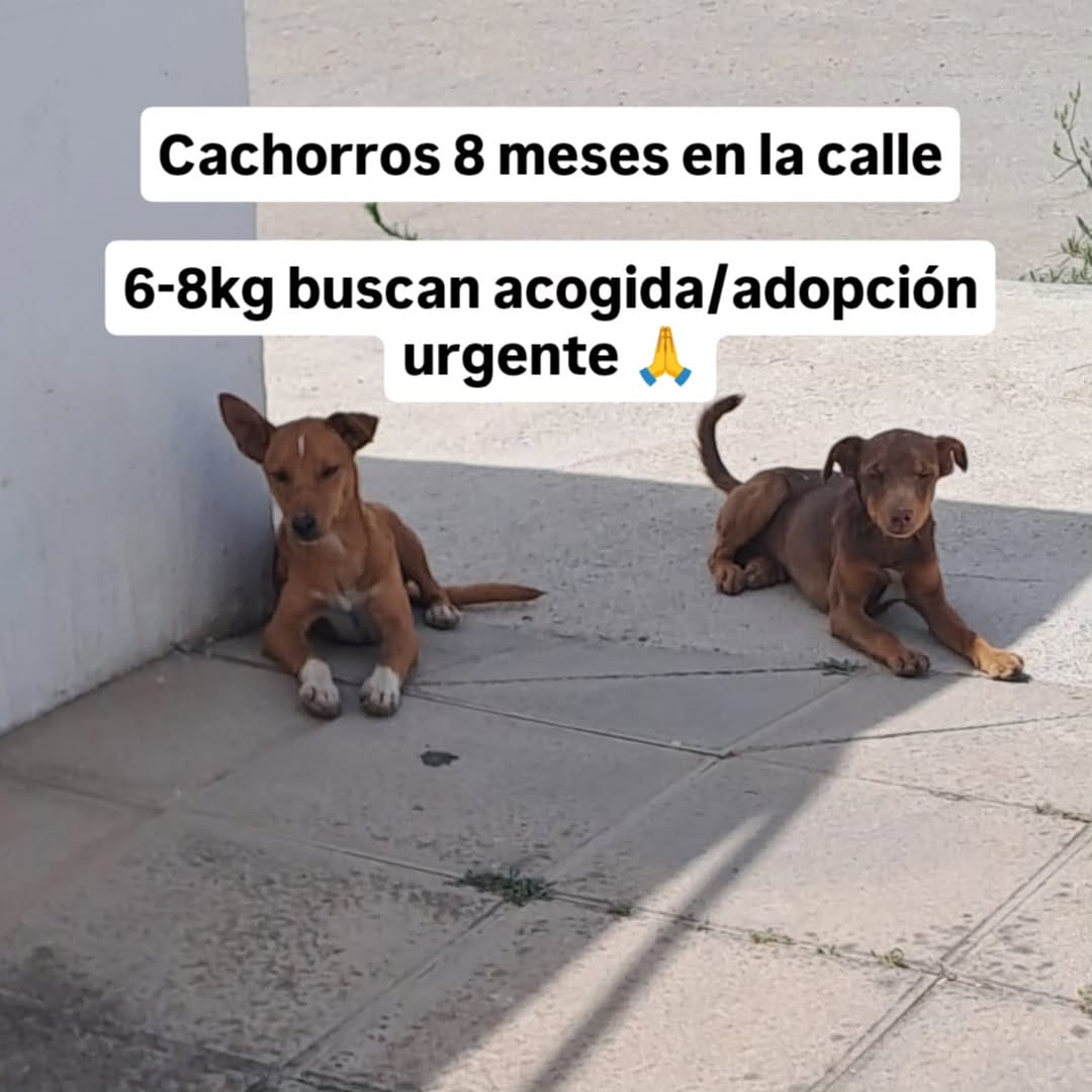Post 3 by La Sonrisa Animal on Instagram (carousel)