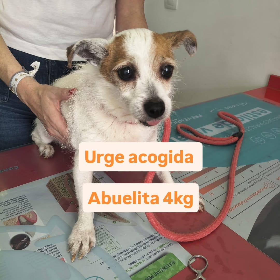Post 8 by La Sonrisa Animal on Instagram (carousel)