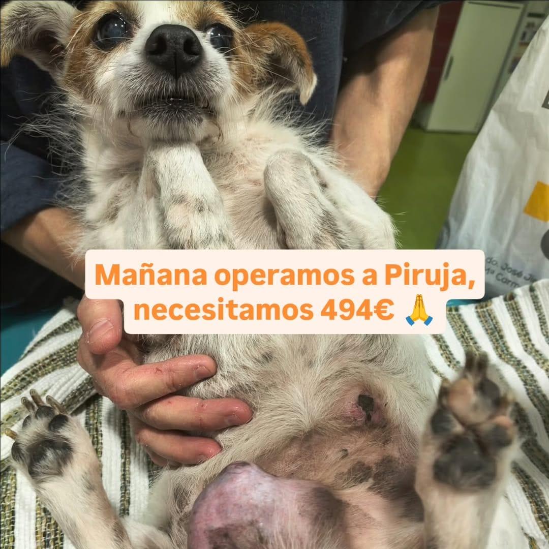 Post 4 by La Sonrisa Animal on Instagram (carousel)
