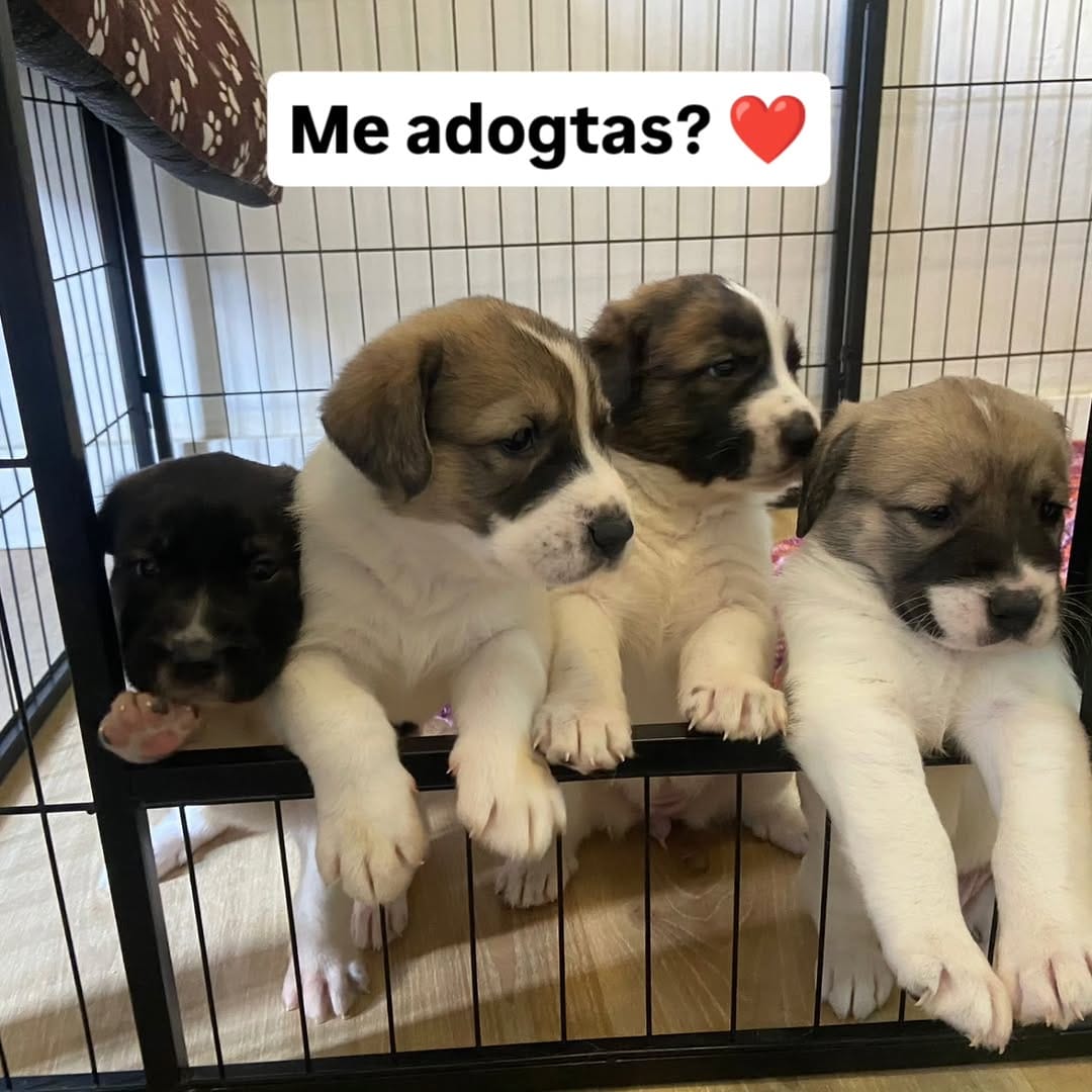 Post 10 by La Sonrisa Animal on Instagram (carousel)