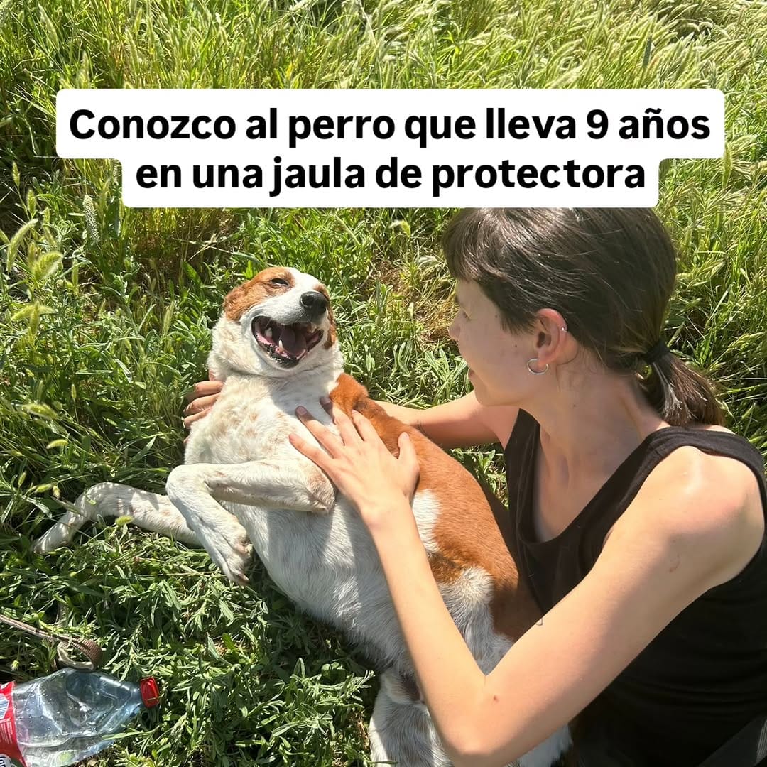 Post 6 by La Sonrisa Animal on Instagram (carousel)