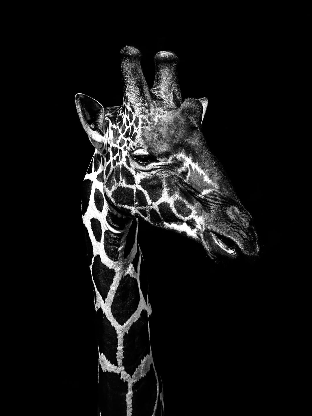 Post 6 by GABI GUIARD Photowildgraphy on Instagram (image)