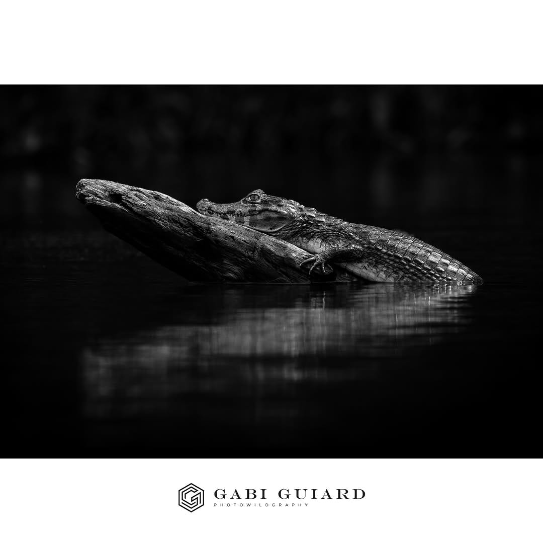 Post 3 by GABI GUIARD Photowildgraphy on Instagram (carousel)