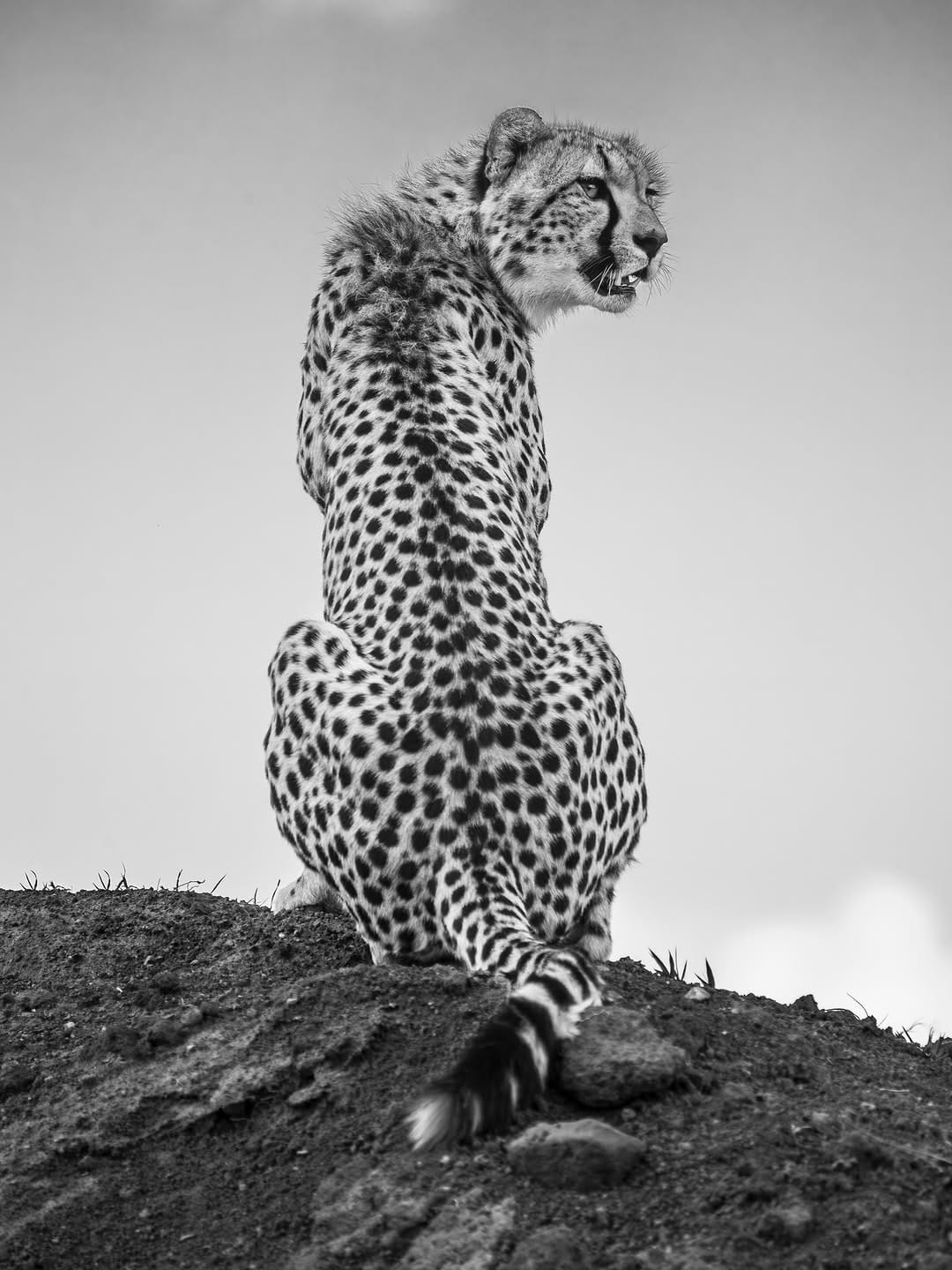 Post 4 by GABI GUIARD Photowildgraphy on Instagram (image)