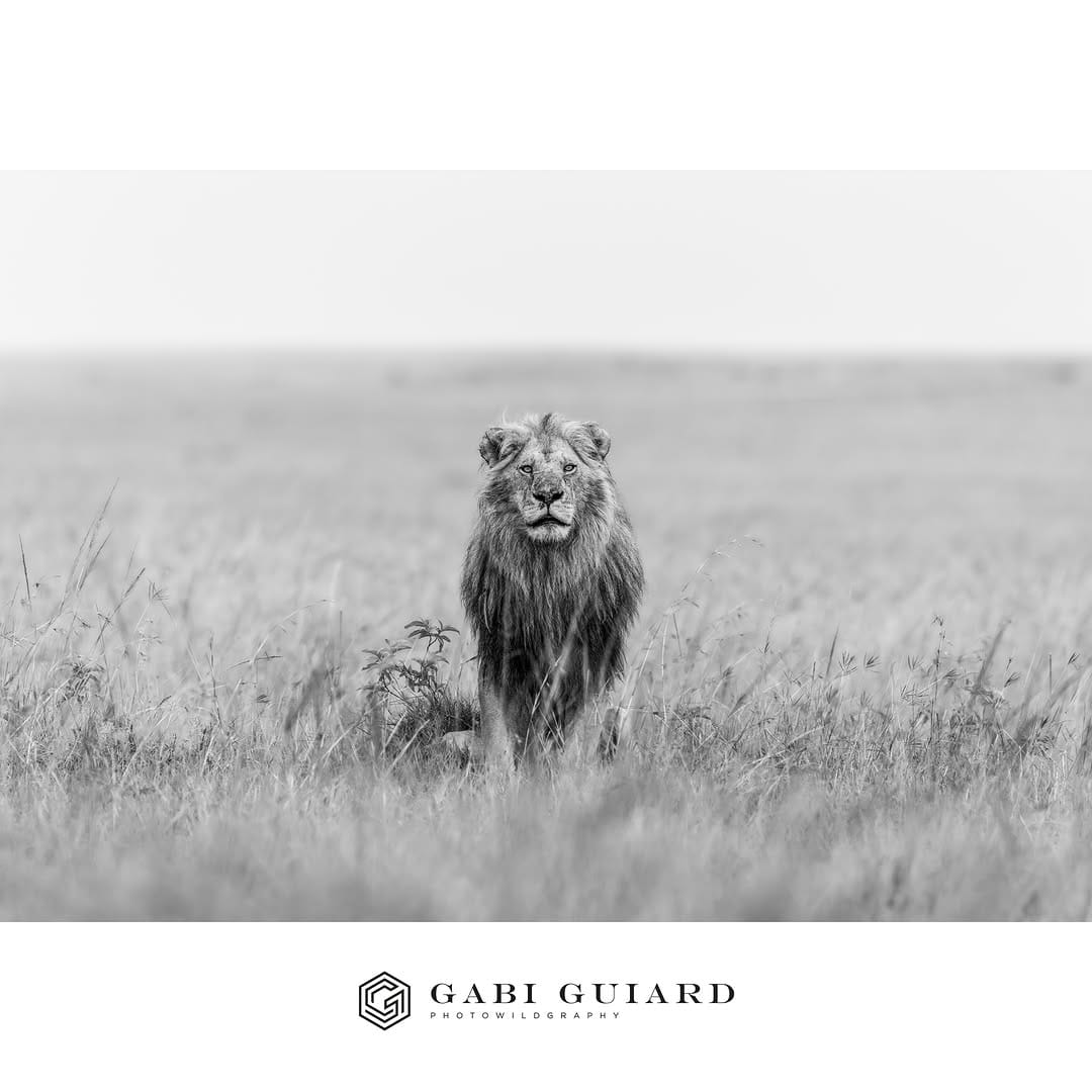 Post 2 by GABI GUIARD Photowildgraphy on Instagram (carousel)