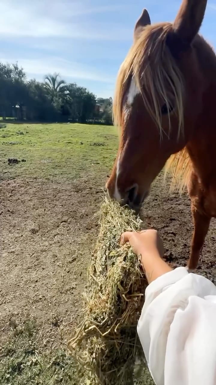 Post 7 by Sarah 🌺 on Instagram (video)