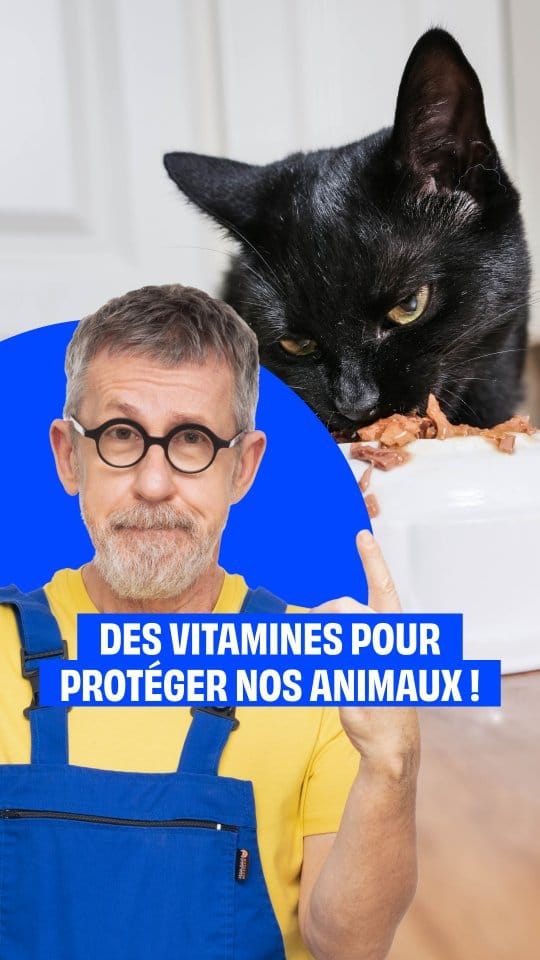 Post 9 by Hill's Pet Nutrition France 🇫🇷 on Instagram (video)