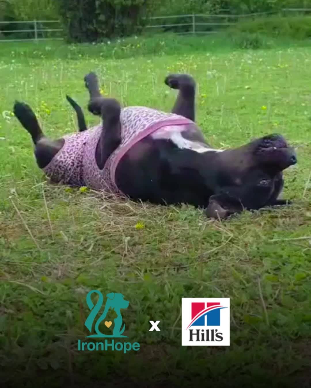 Post 8 by Hill's Pet Nutrition France 🇫🇷 on Instagram (carousel)