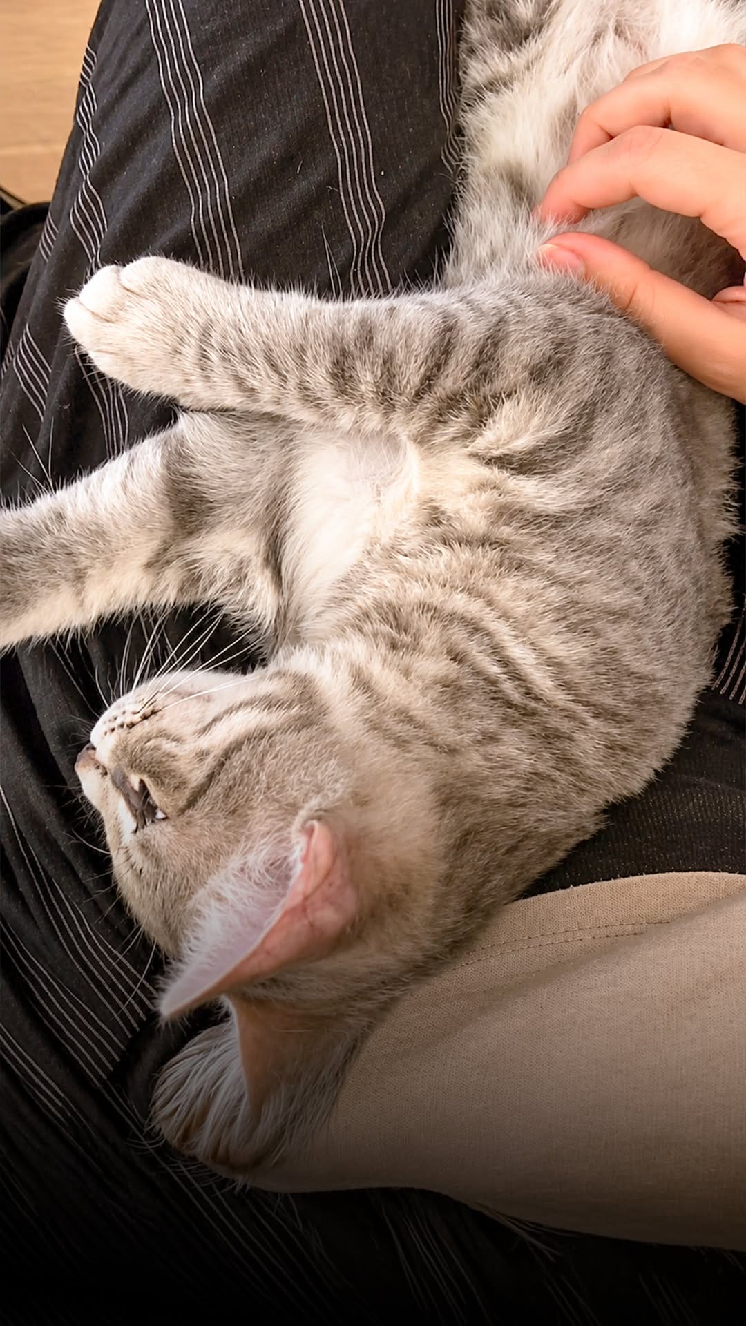 Post 3 by Hill's Pet Nutrition France 🇫🇷 on Instagram (video)