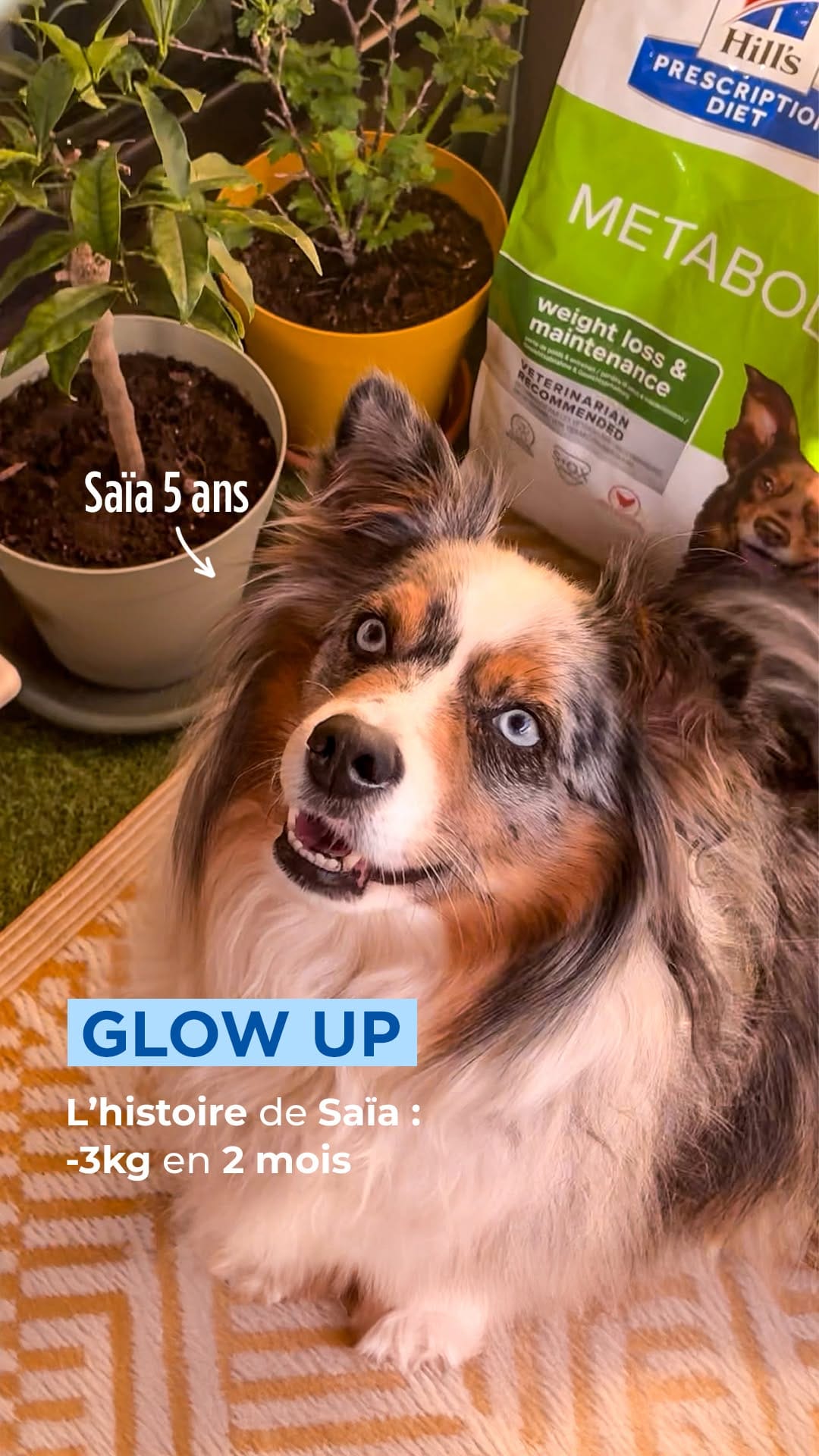 Post 4 by Hill's Pet Nutrition France 🇫🇷 on Instagram (video)
