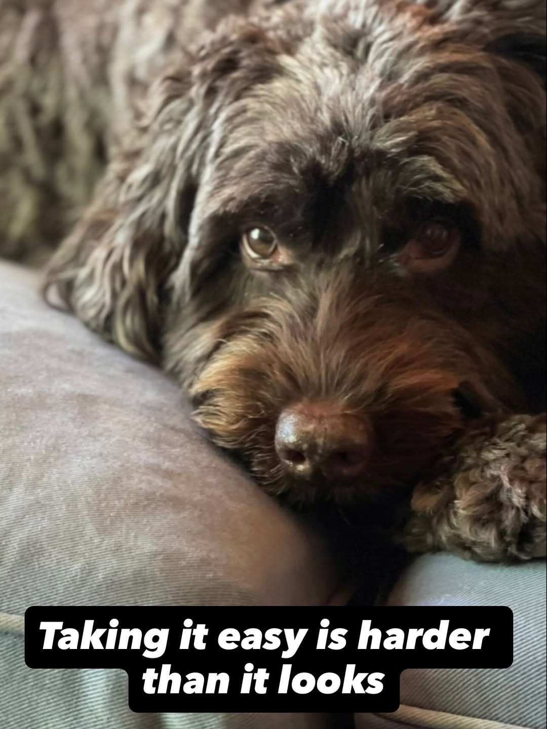 Post 1 by Doe and Zuri with Rey, Frances & Boone on Instagram (image)