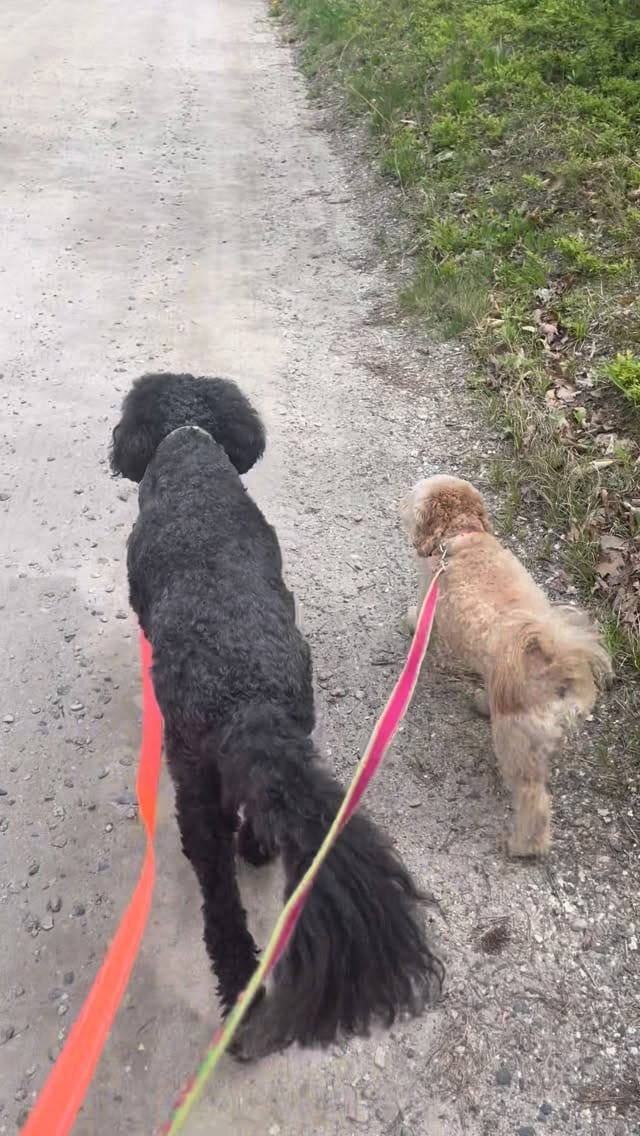 Post 4 by Doe and Zuri with Rey, Frances & Boone on Instagram (video)