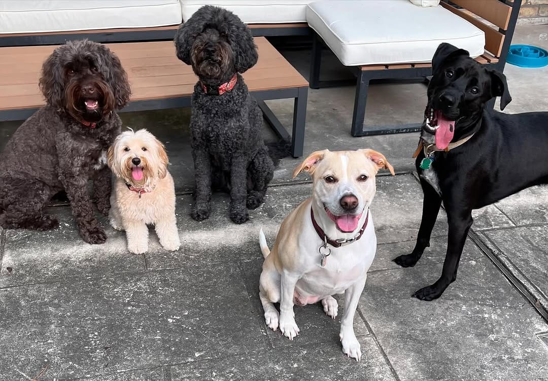 Post 8 by Doe and Zuri with Rey, Frances & Boone on Instagram (image)