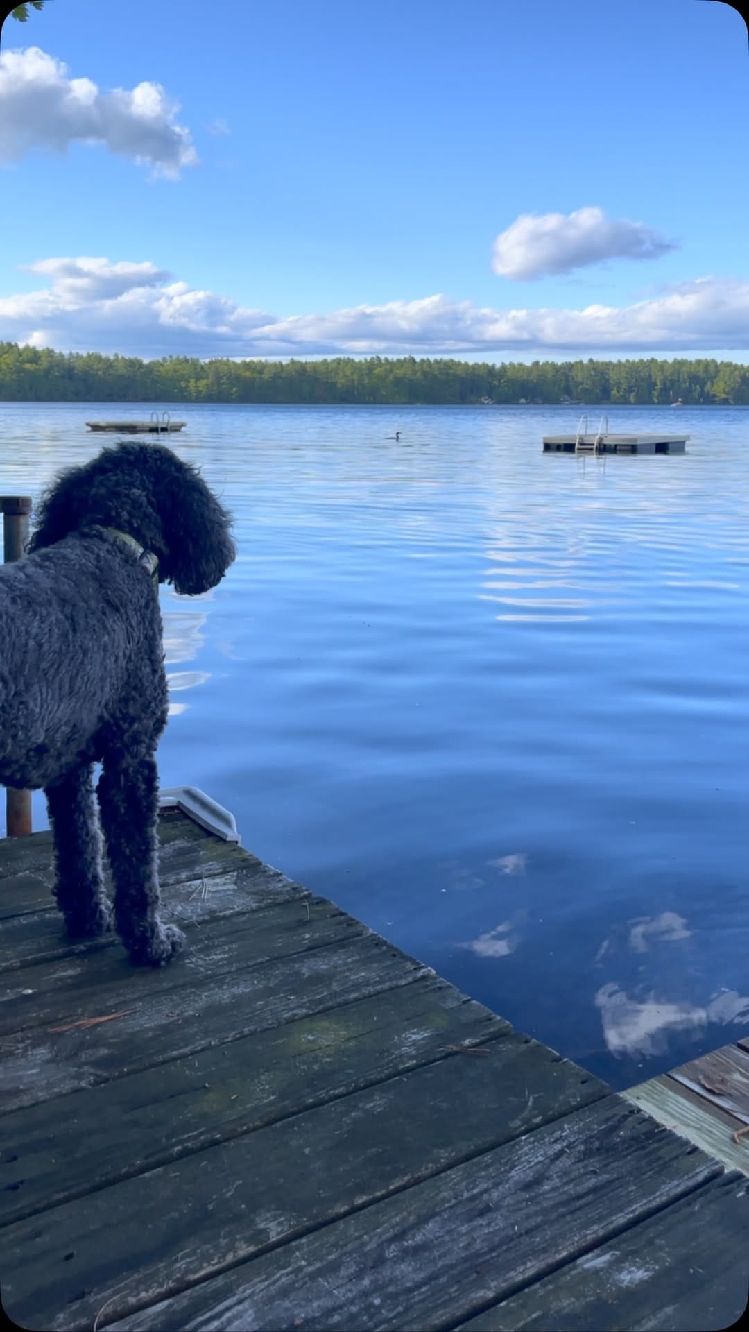 Post 2 by Doe and Zuri with Rey, Frances & Boone on Instagram (video)