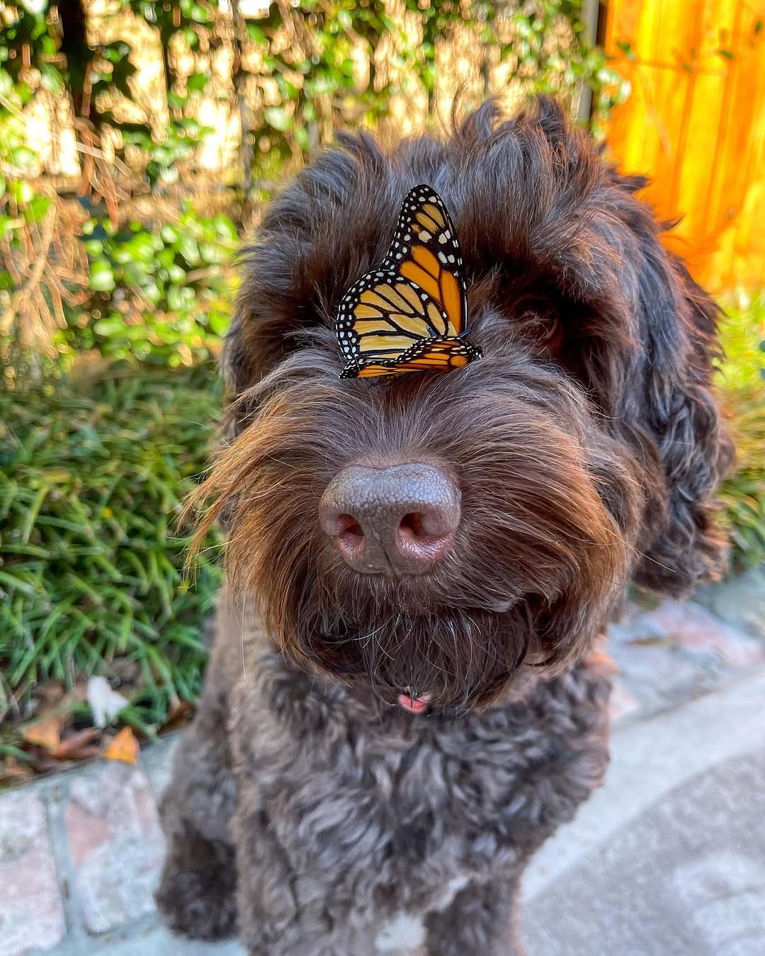 Post 10 by Doe and Zuri with Rey, Frances & Boone on Instagram (image)