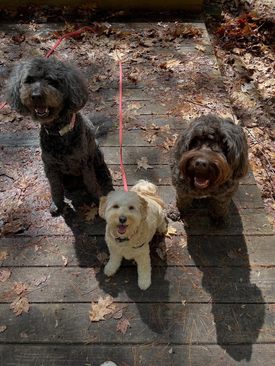 Post 5 by Doe and Zuri with Rey, Frances & Boone on Instagram (image)
