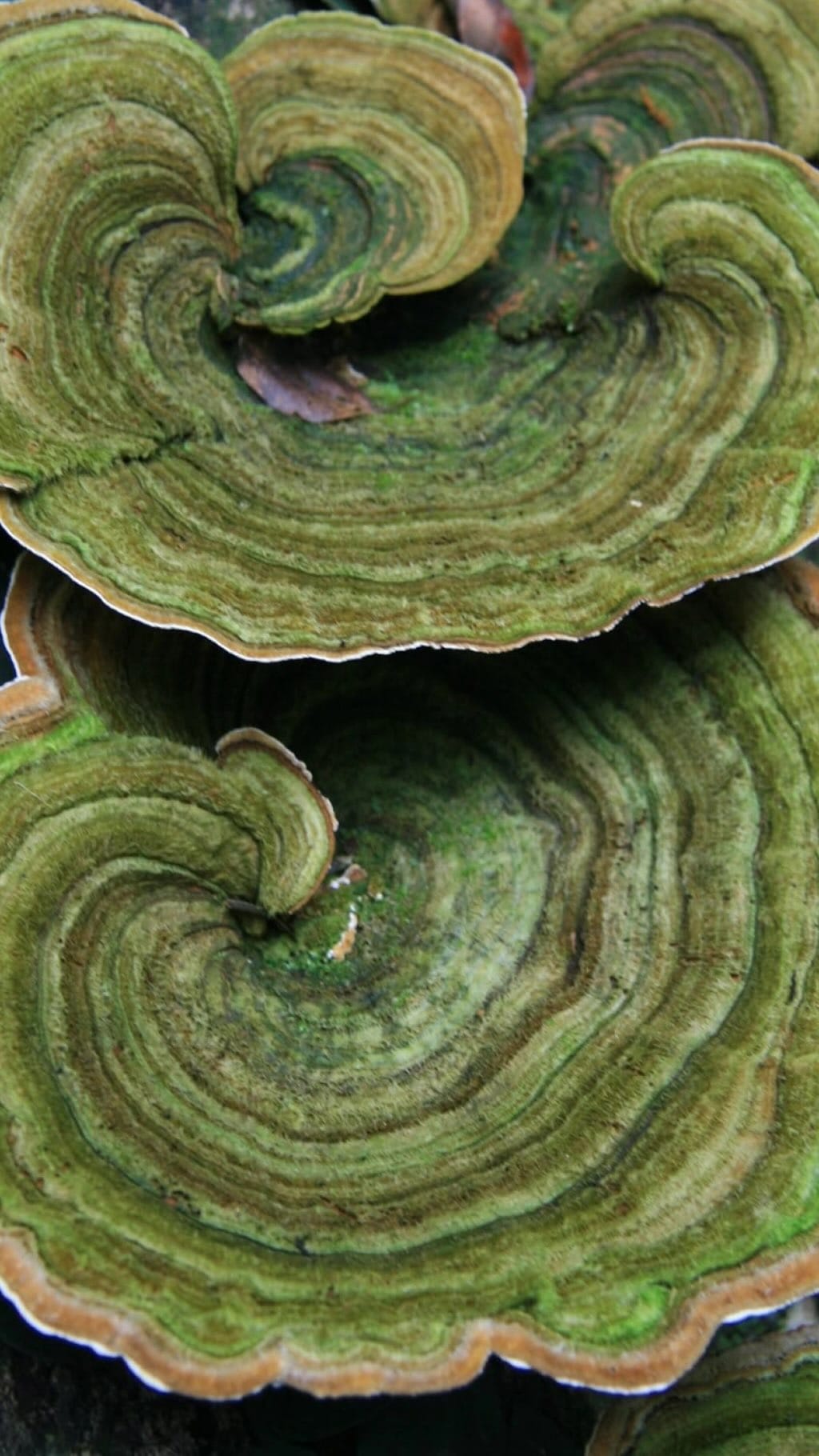 Post 4 by VERDOIE | mushroom skincare on Instagram (video)