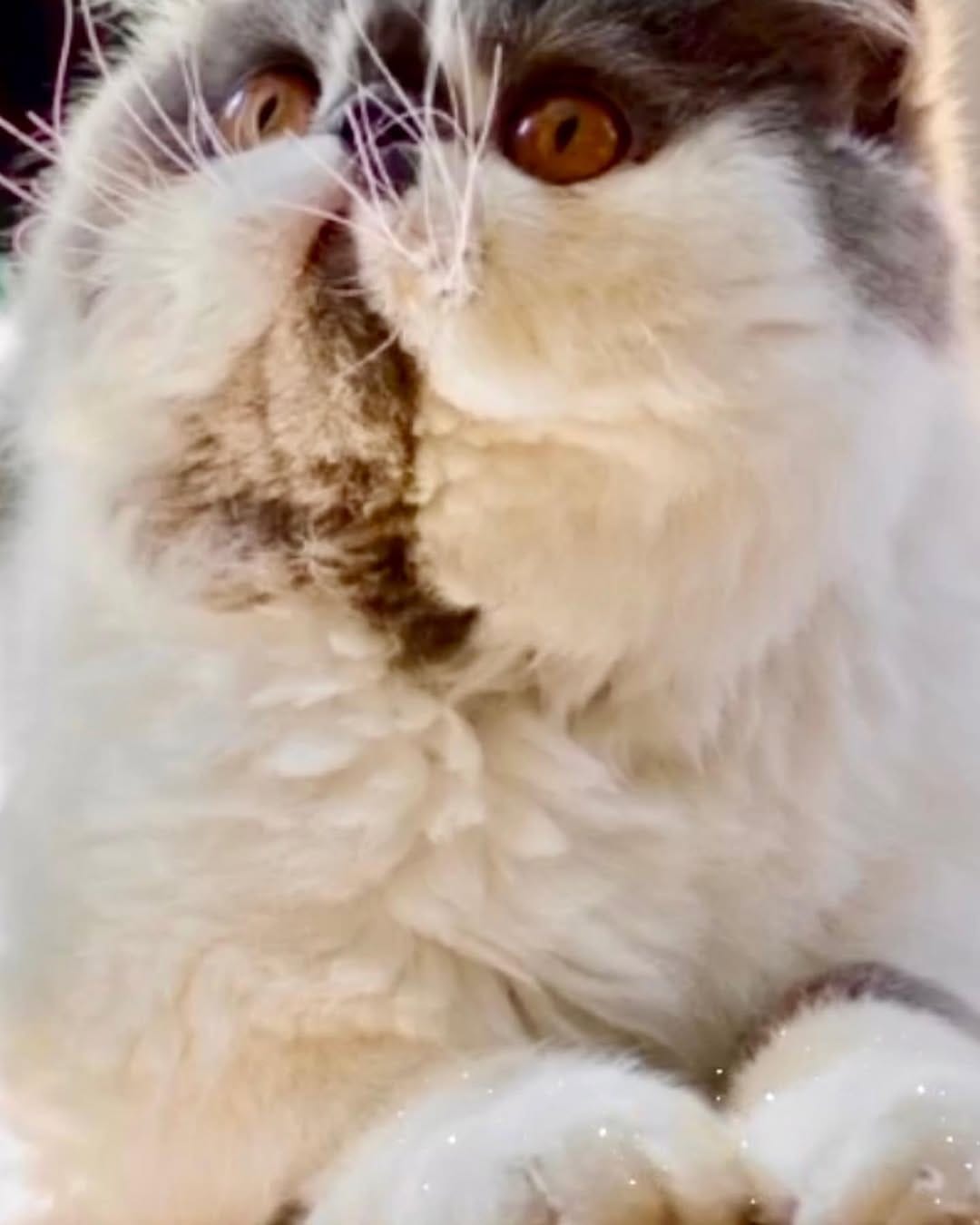 Post 10 by King teddy Chacha 👑🧸fluffy cheeks on Instagram (image)