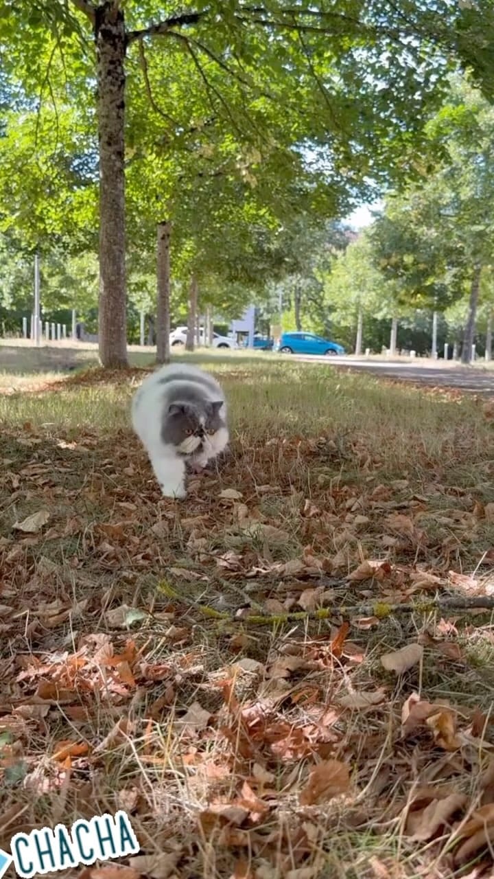 Post 1 by King teddy Chacha 👑🧸fluffy cheeks on Instagram (video)