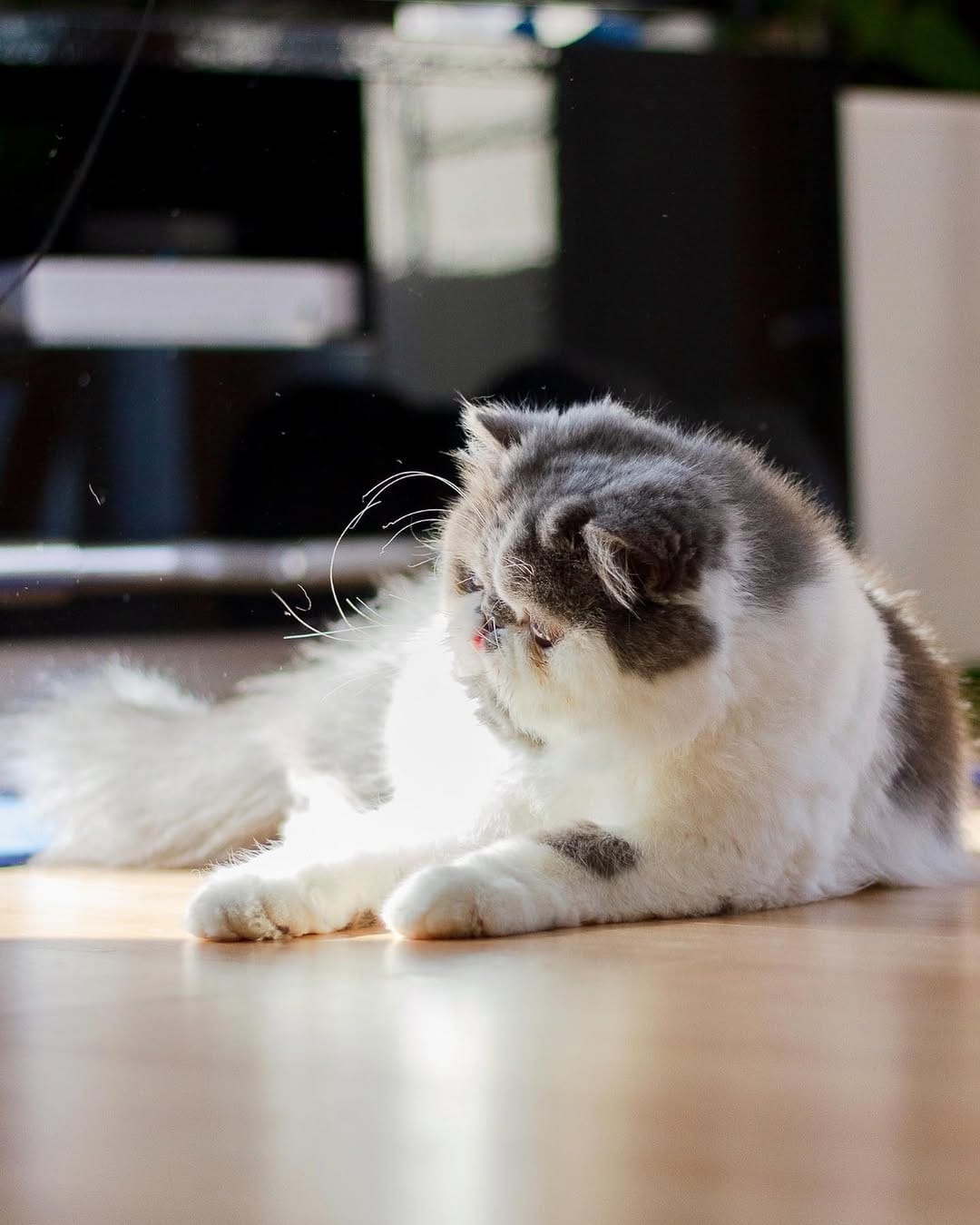 Post 8 by King teddy Chacha 👑🧸fluffy cheeks on Instagram (image)