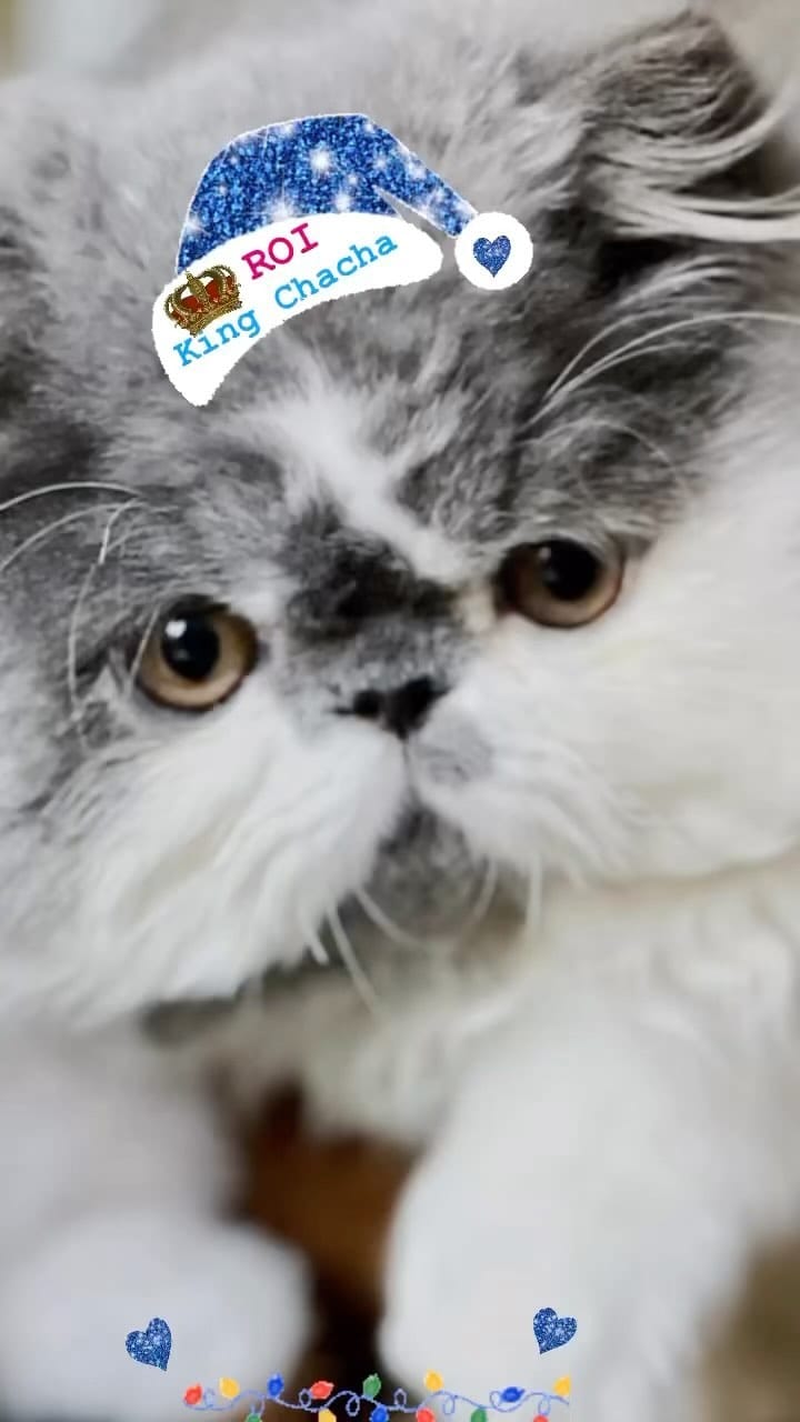 Post 9 by King teddy Chacha 👑🧸fluffy cheeks on Instagram (video)