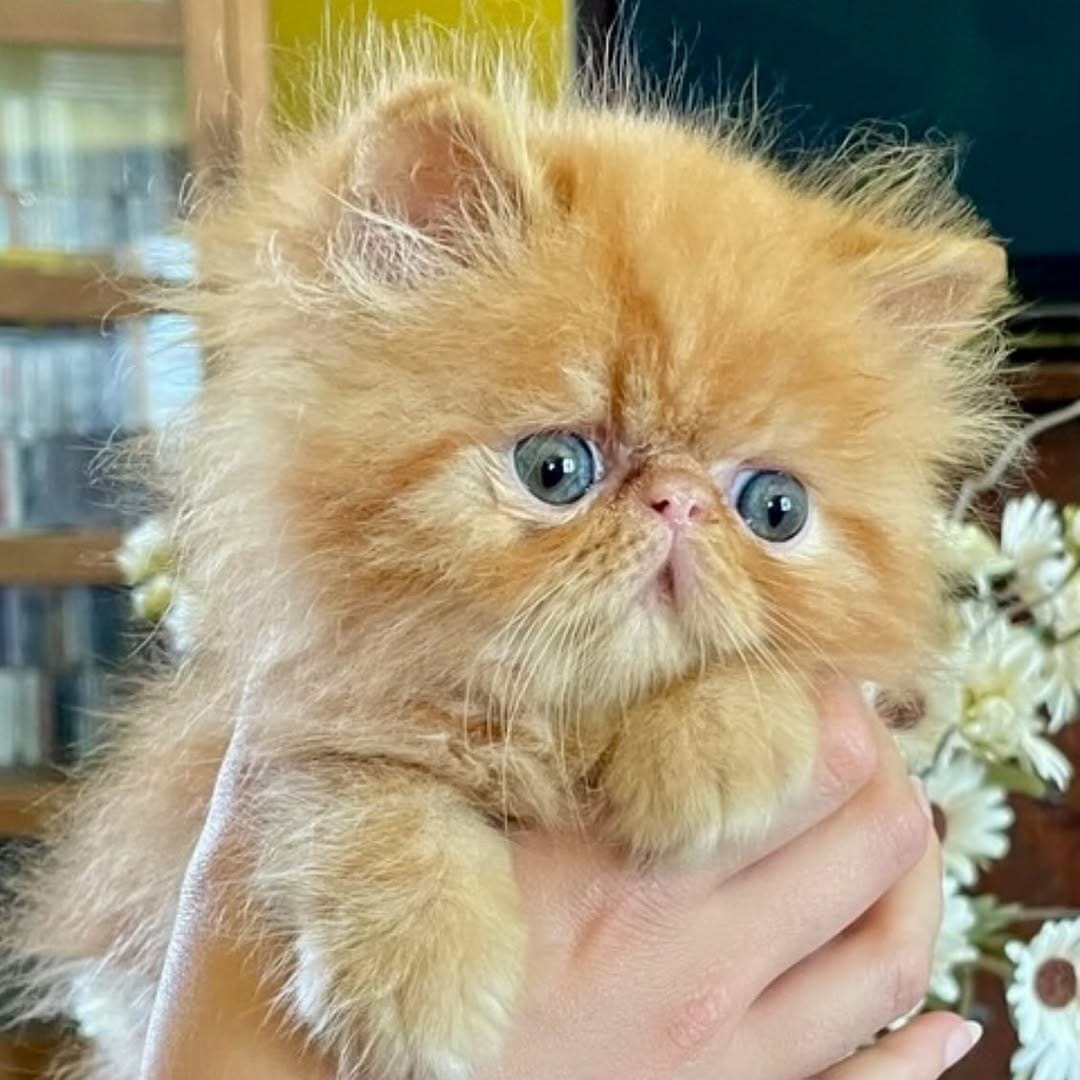 Post 3 by King teddy Chacha 👑🧸fluffy cheeks on Instagram (image)