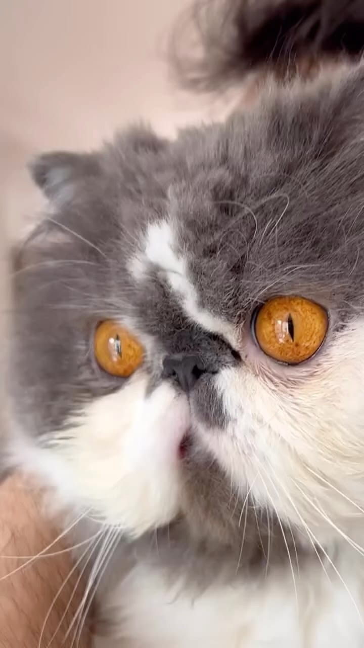Post 2 by King teddy Chacha 👑🧸fluffy cheeks on Instagram (video)