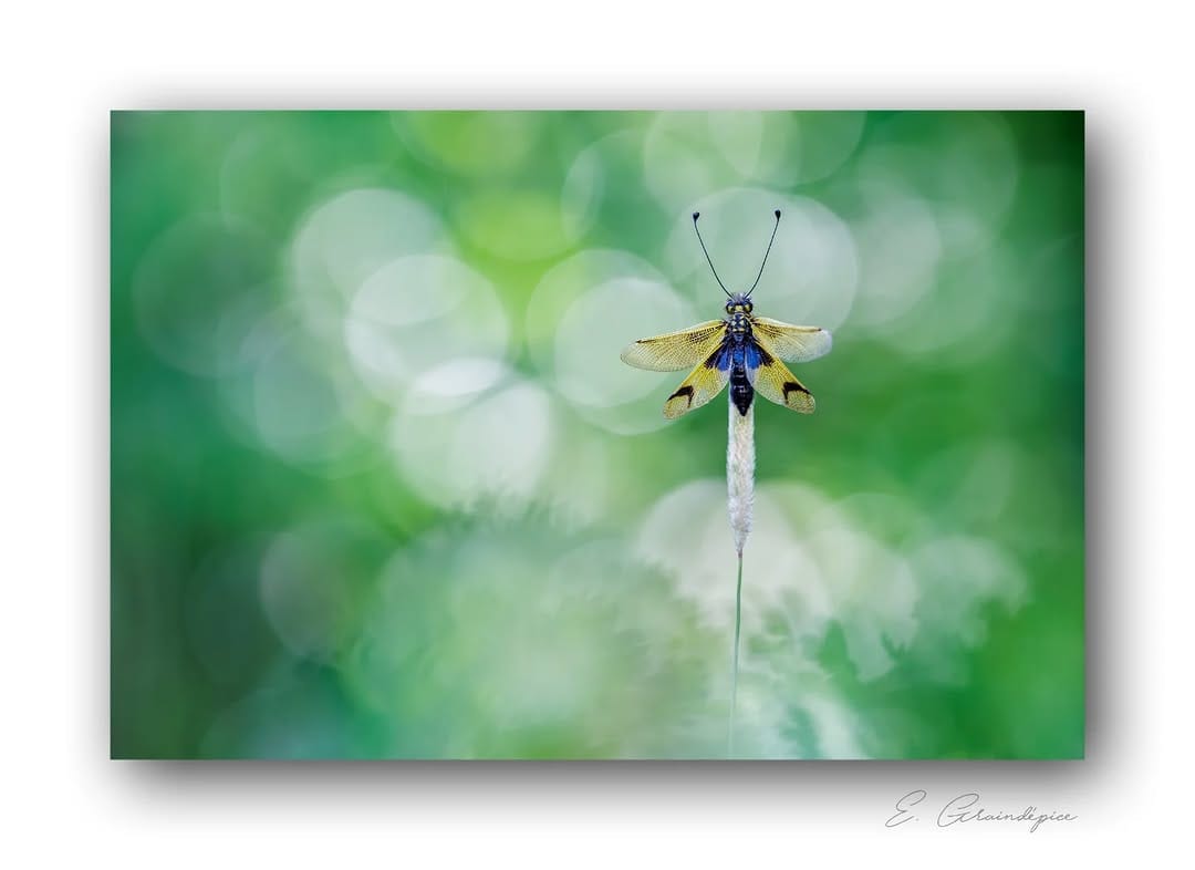 Post 5 by Emmanuel Graindépice on Instagram (image)
