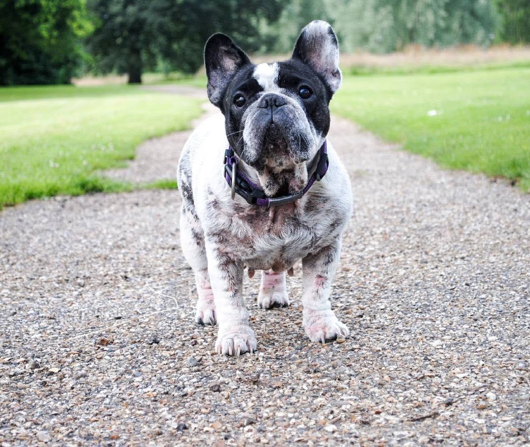 Post 2 by 💥 The Empire Of Frenchies 💥 on Instagram (image)