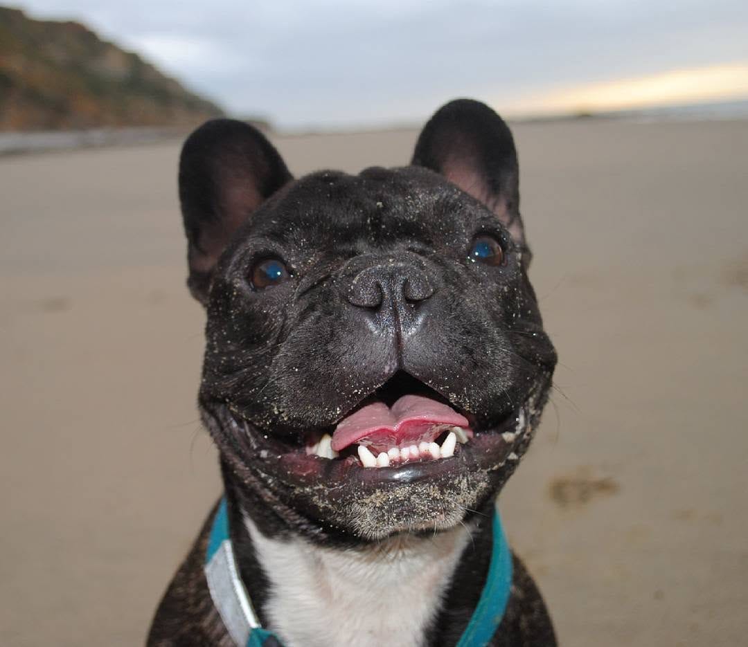 Post 10 by 💥 The Empire Of Frenchies 💥 on Instagram (image)