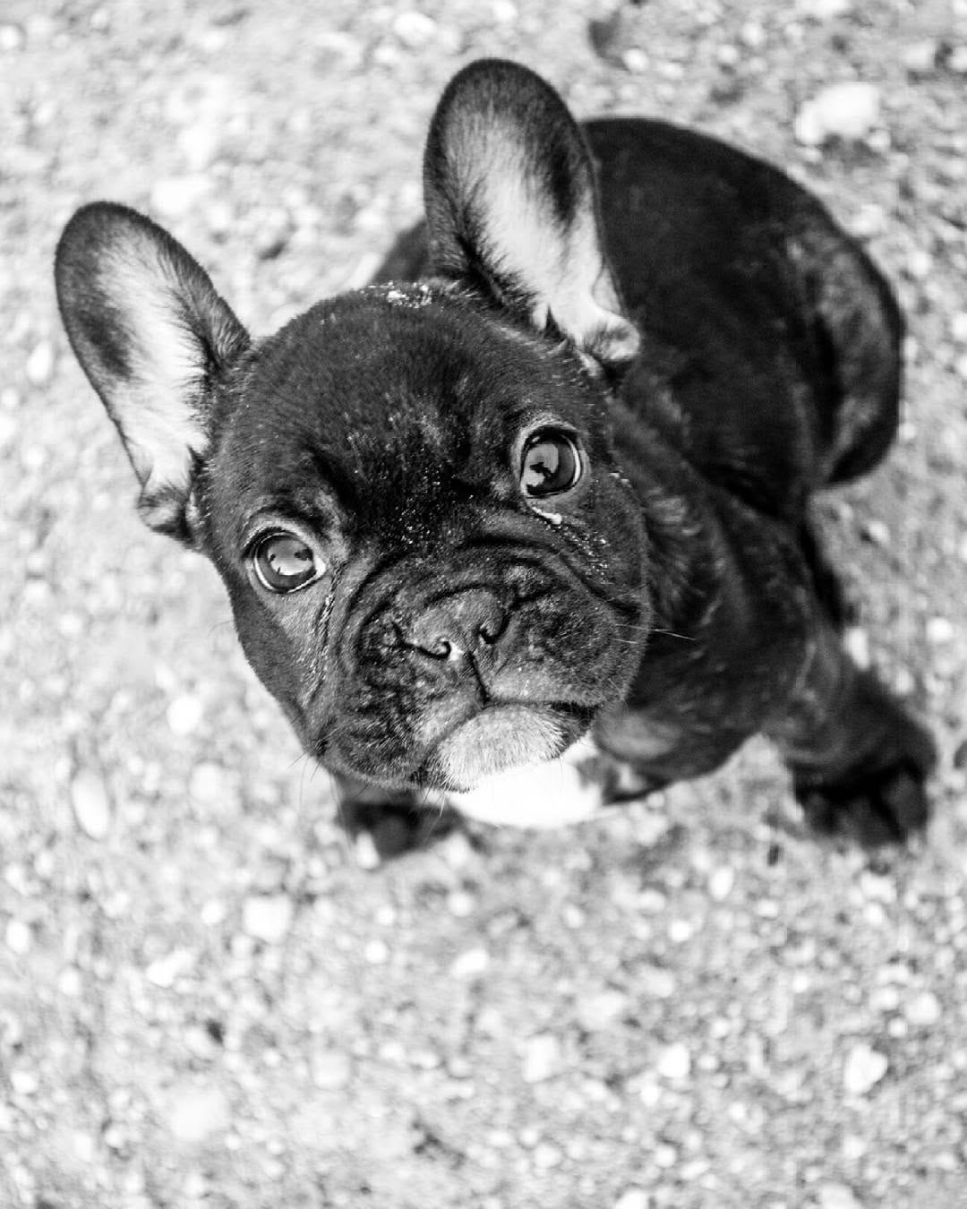 Post 1 by 💥 The Empire Of Frenchies 💥 on Instagram (image)