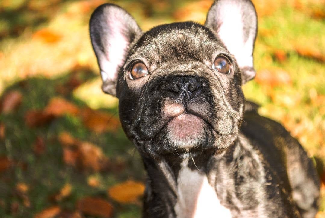 Post 5 by 💥 The Empire Of Frenchies 💥 on Instagram (image)