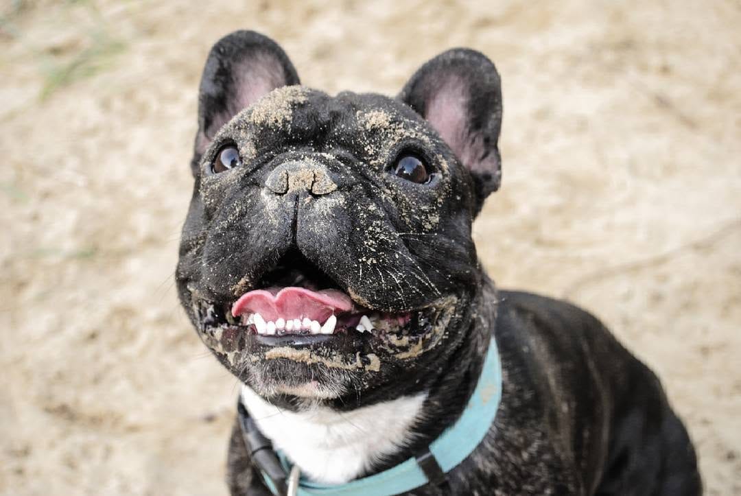 Post 3 by 💥 The Empire Of Frenchies 💥 on Instagram (image)
