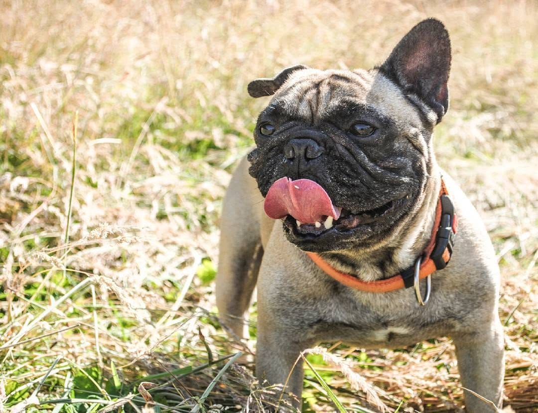 Post 4 by 💥 The Empire Of Frenchies 💥 on Instagram (image)