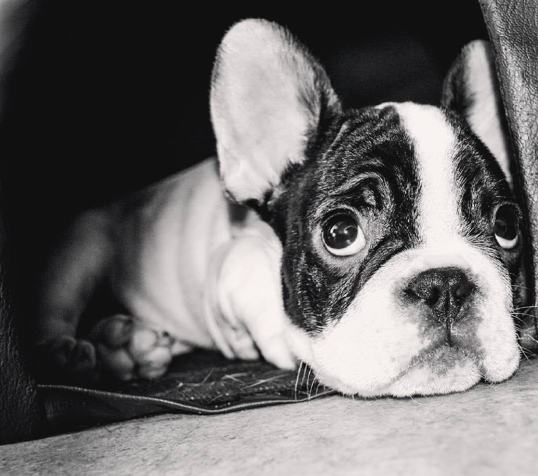 Post 7 by 💥 The Empire Of Frenchies 💥 on Instagram (image)