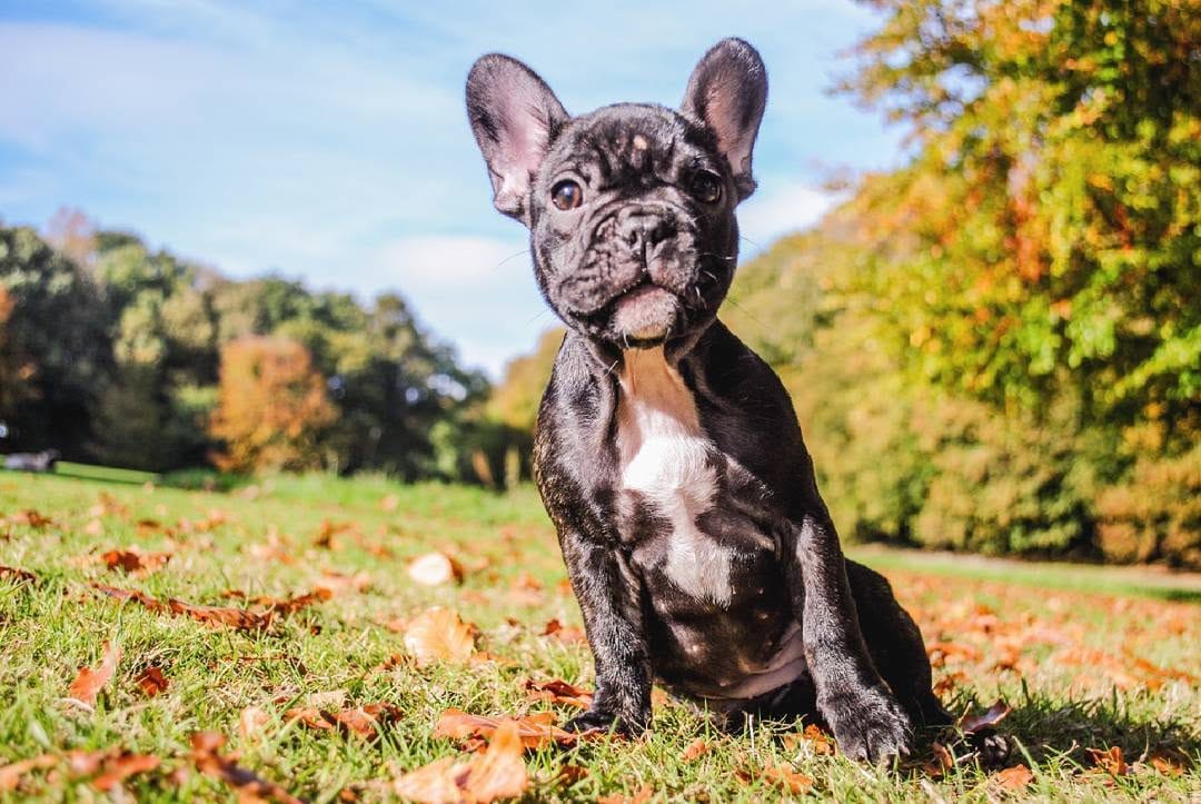Post 6 by 💥 The Empire Of Frenchies 💥 on Instagram (image)