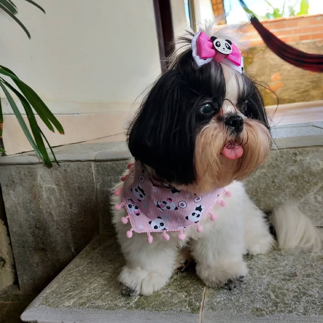 Post 8 by Lisa Miranda Francelino on Instagram (image)