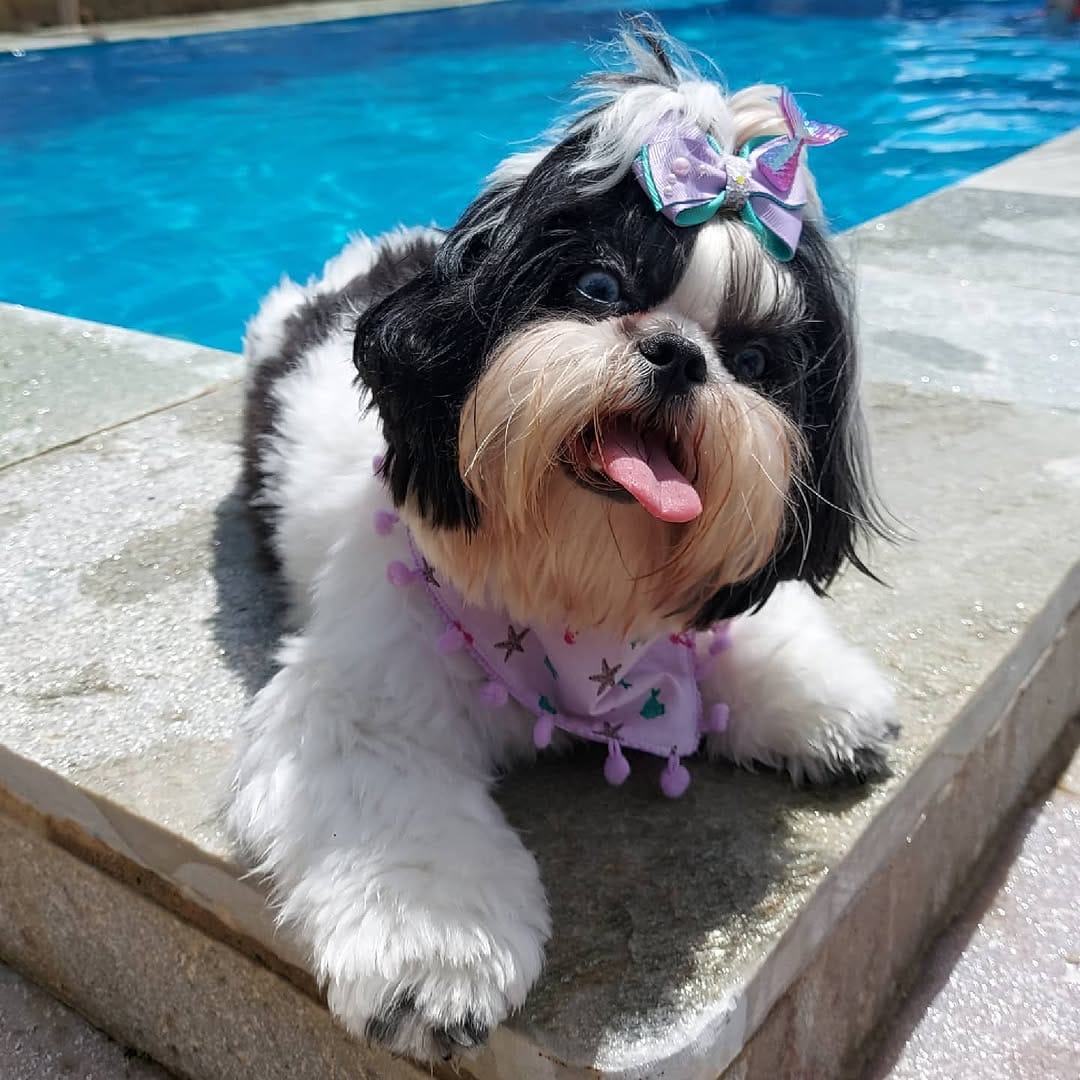 Post 10 by Lisa Miranda Francelino on Instagram (image)