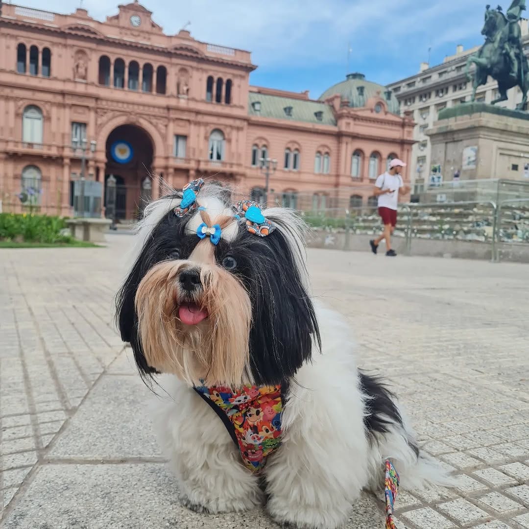 Post 4 by Lisa Miranda Francelino on Instagram (image)