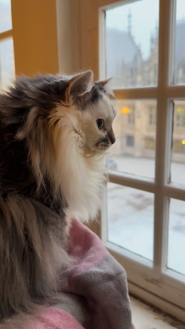 Post 2 by Madame Cookie on Instagram (video)