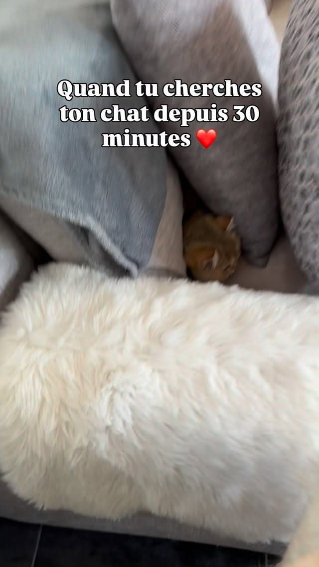 Post 8 by La chatterie des Pompons D’or on Instagram (video)