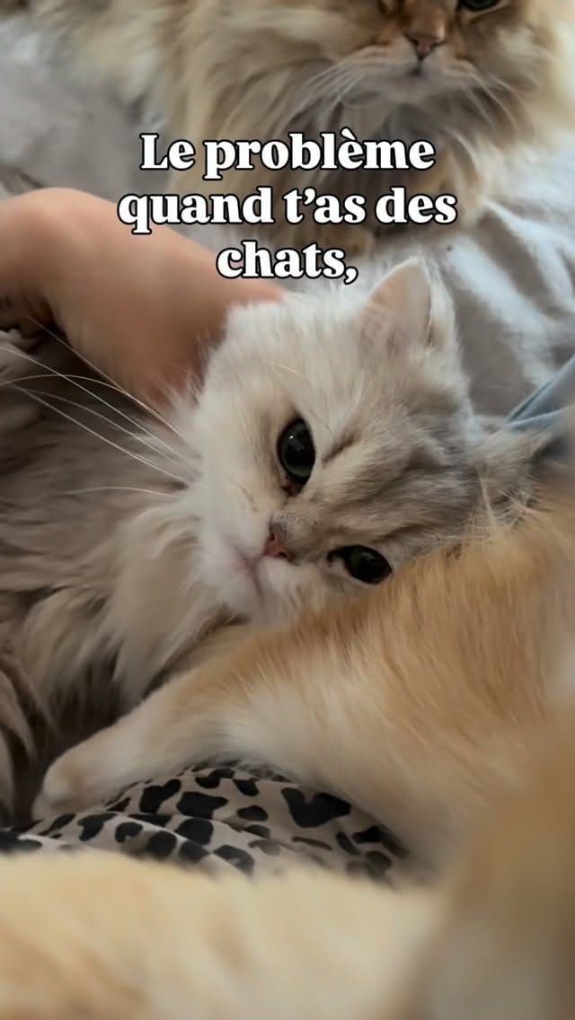 Post 6 by La chatterie des Pompons D’or on Instagram (video)