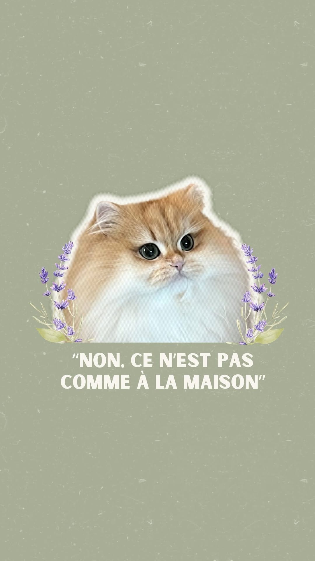 Post 2 by La chatterie des Pompons D’or on Instagram (video)