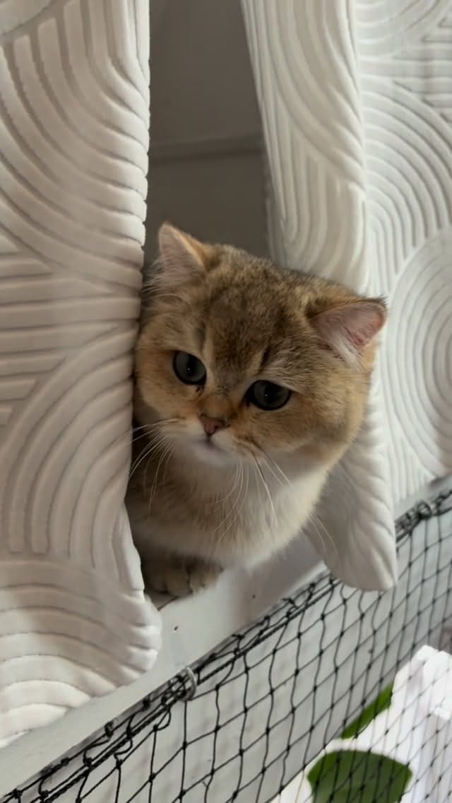 Post 5 by La chatterie des Pompons D’or on Instagram (video)