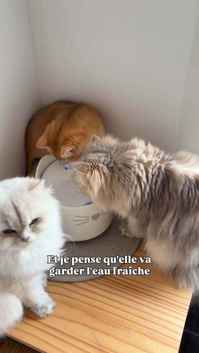 Post 10 by La chatterie des Pompons D’or on Instagram (video)