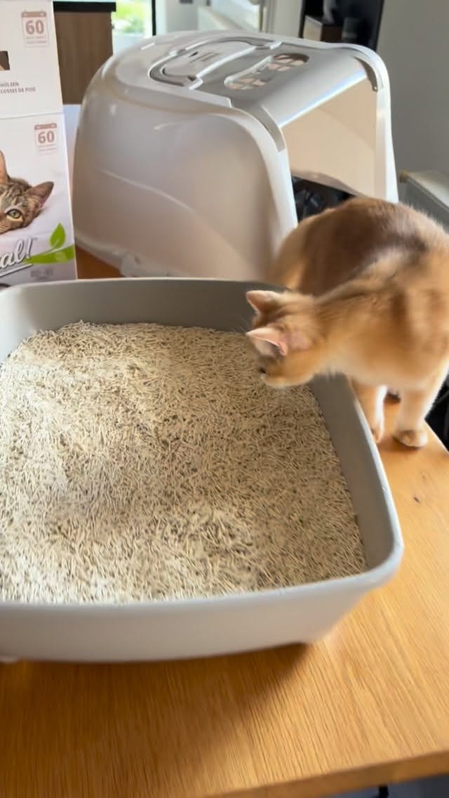Post 3 by La chatterie des Pompons D’or on Instagram (video)